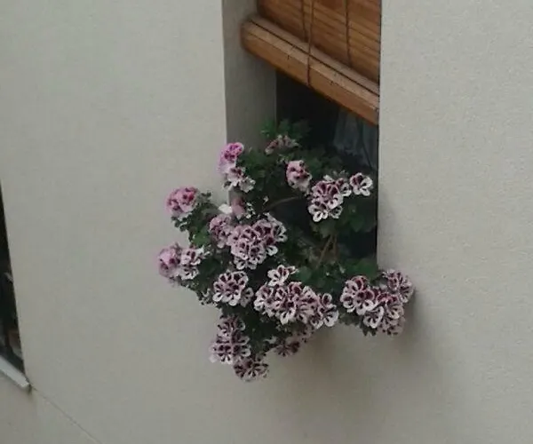 La Ribera Appartement *